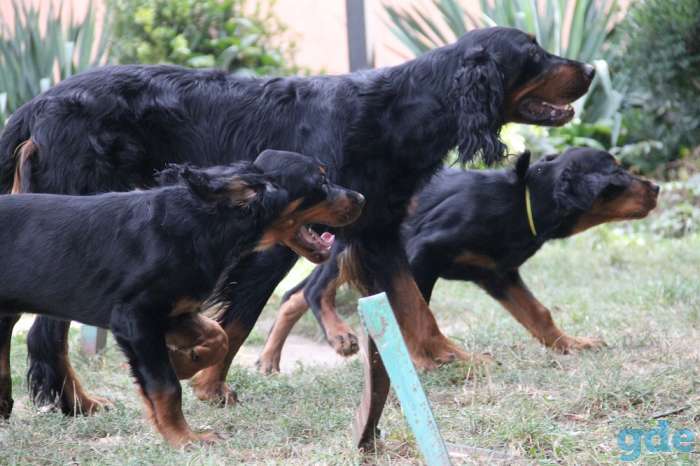 Щенки. Шотландский сеттер (гордон сеттер) Setter Gordon, фотография 3