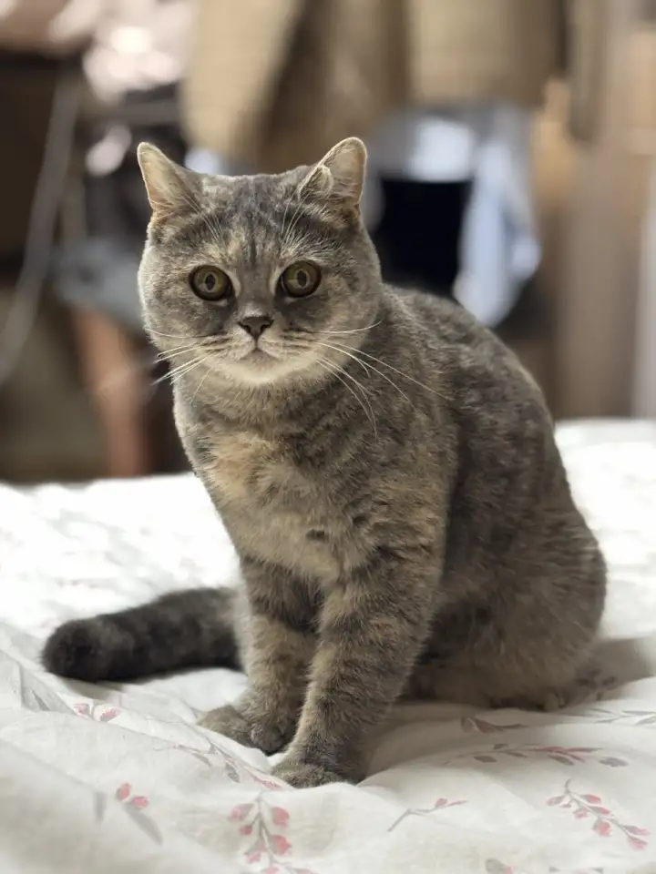 Шотландские котята, фотография 8