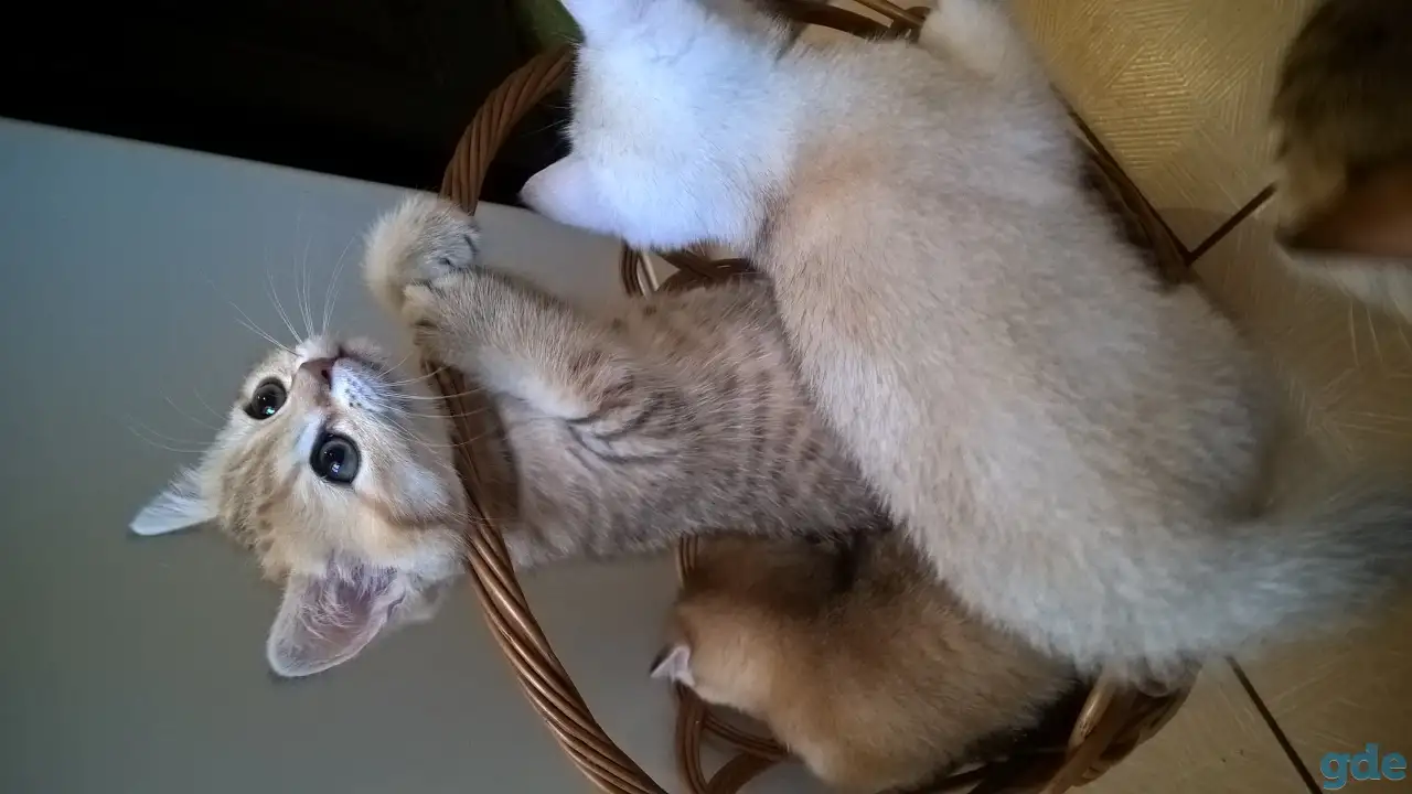 Шотландские котята, фотография 3