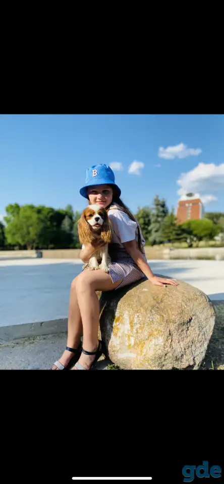 Вязка Кавалер Кинг Чарльз Спаниель, фотография 2