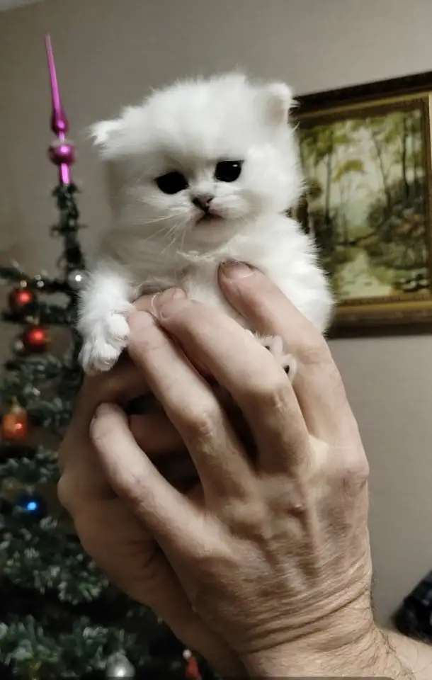 Продажа шотландского котенка, фотография 4