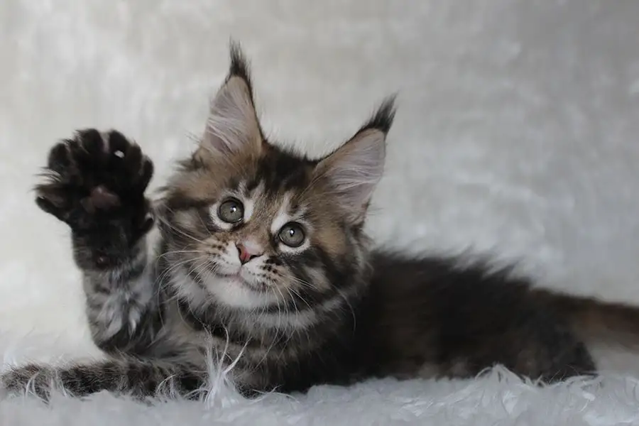 Шикарная кошечка Мейн-кун!, фотография 2