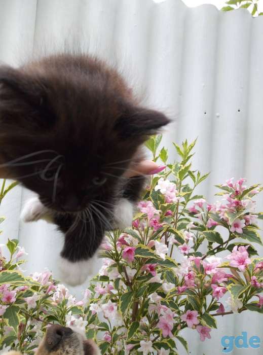 Отдам котят в хорошие руки, фотография 4