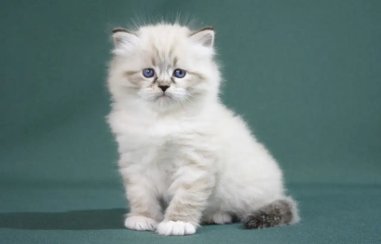 Сибирский котенок, невский маскарадный котенок, фотография 11
