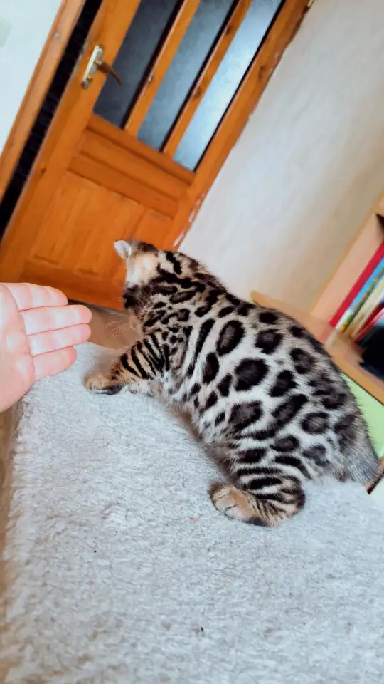 Бенгальские  котята, фотография 4