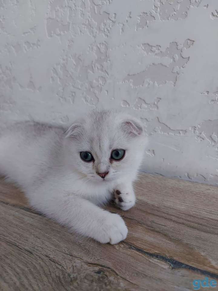 Котята, фотография 1