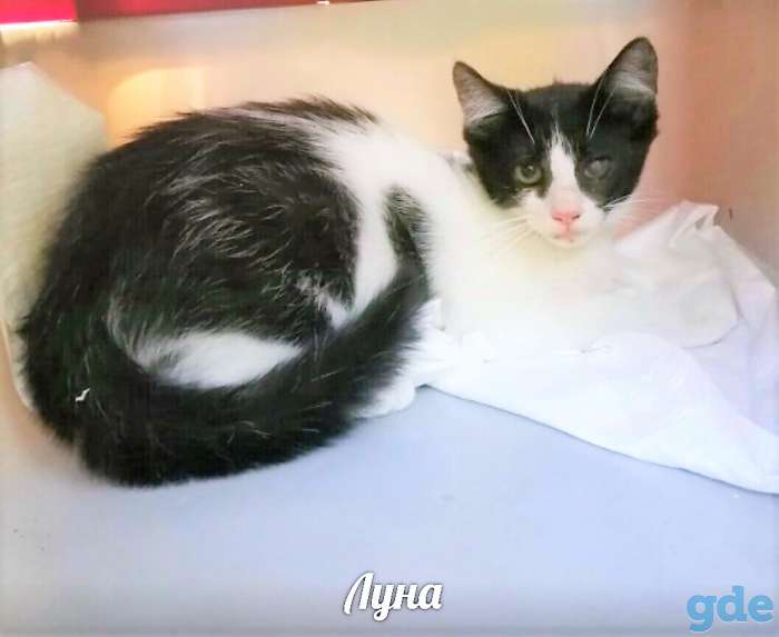 Малышка Луна ищет кошкин дом, фотография 1
