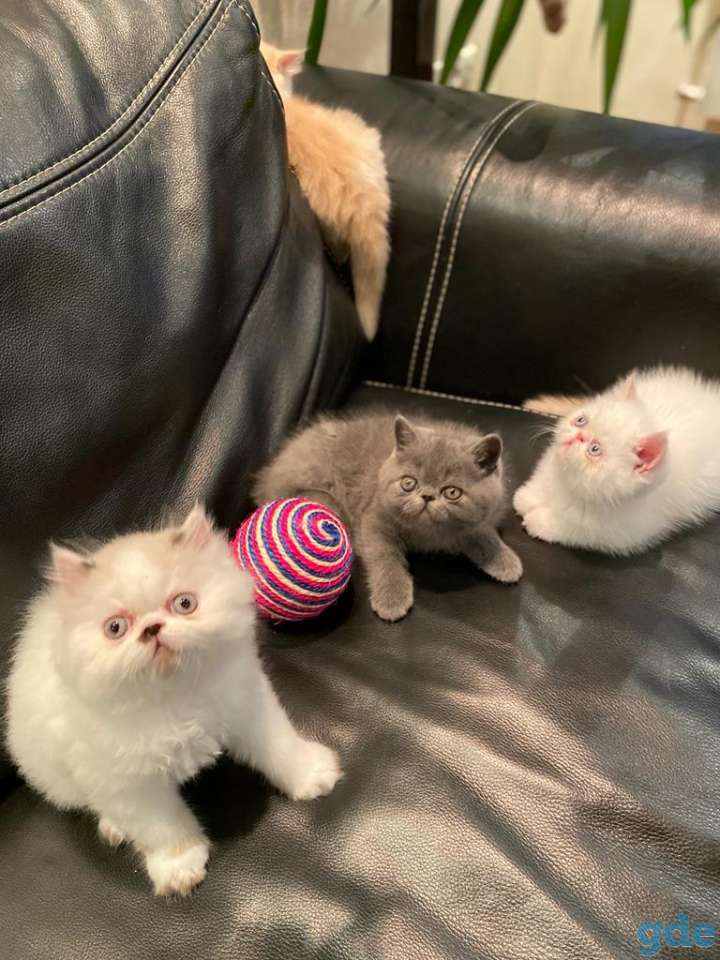 Очень красивые котята!!!, фотография 2