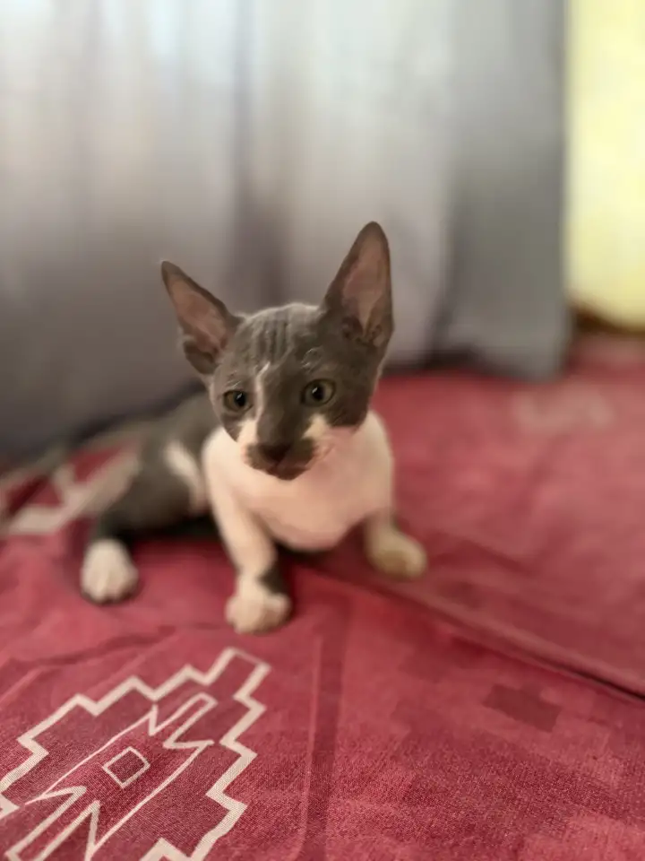 Котята Корниш-рекс, фотография 5