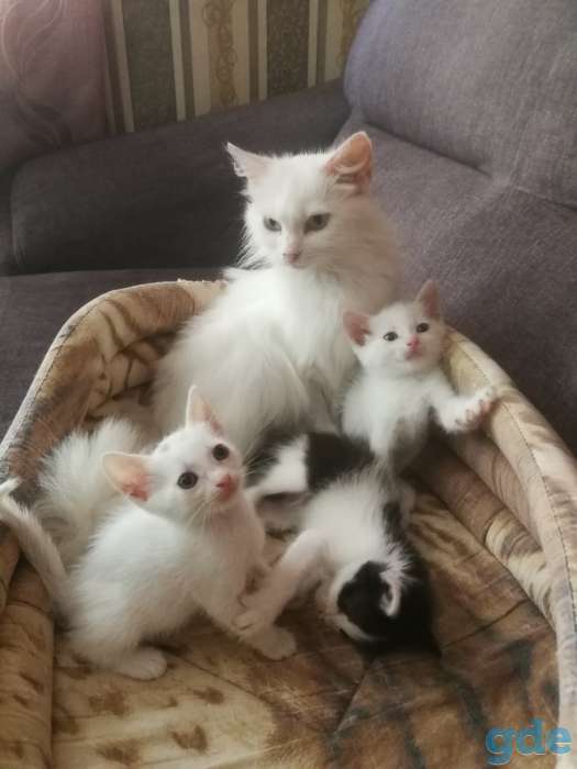 Подарю хорошеньких котят, фотография 4