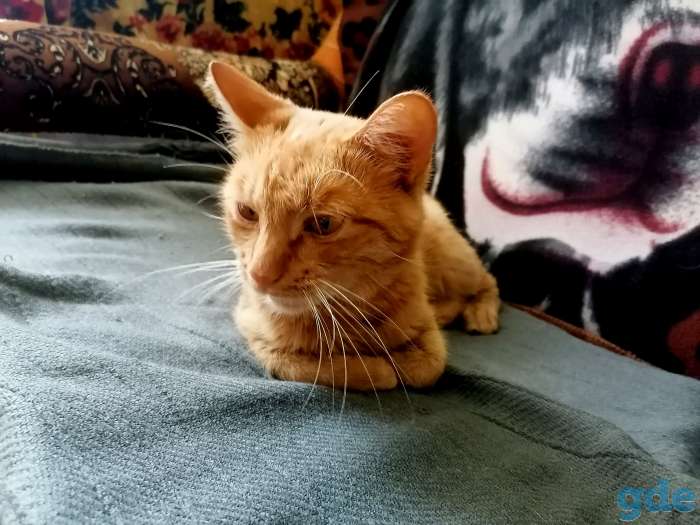 Котенок в дар, фотография 1
