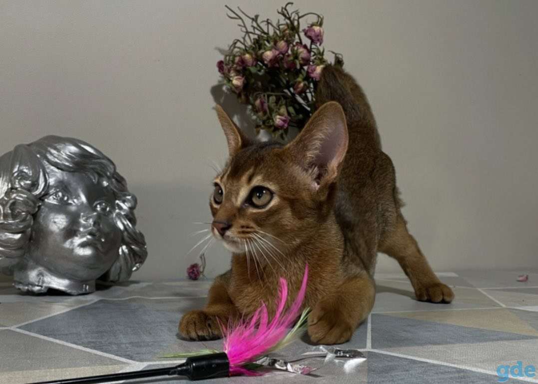 Абиссинский котенок, фотография 6