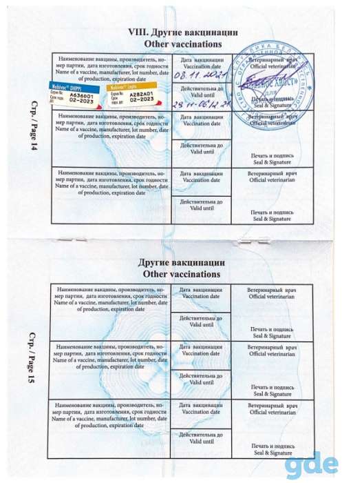 Продаётся щенок ягдтерьера, сука., фотография 2