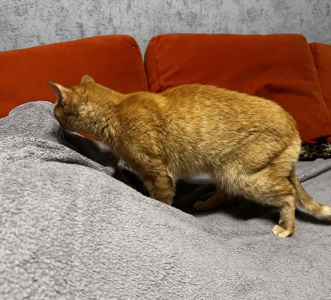 В ДАР КОТИК, фотография 1