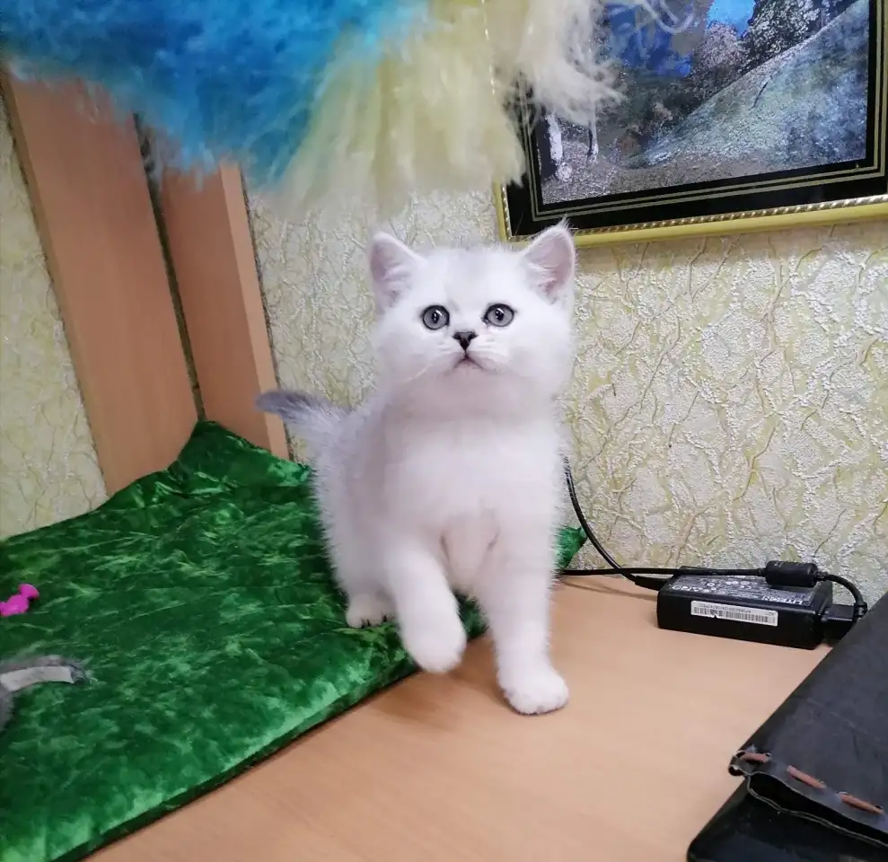 Британские котята, фотография 2