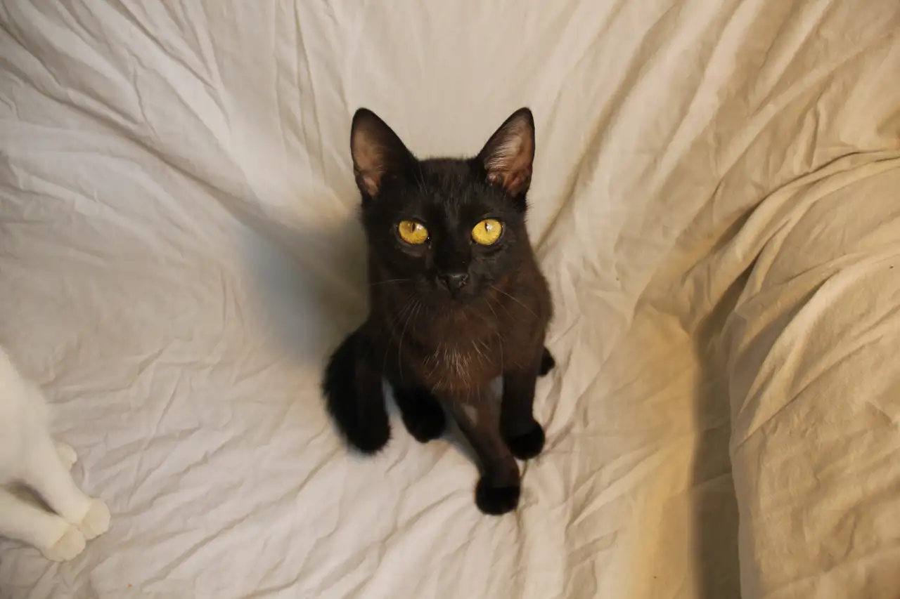 Черная кошечка котенок Фелиция в поисках семьи и дома!, фотография 11