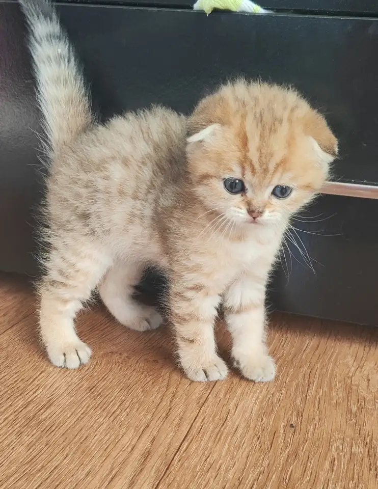 Шотландские котята, фотография 7