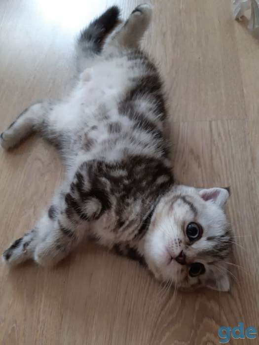 Шотландские котята(Scottish Fold), фотография 5