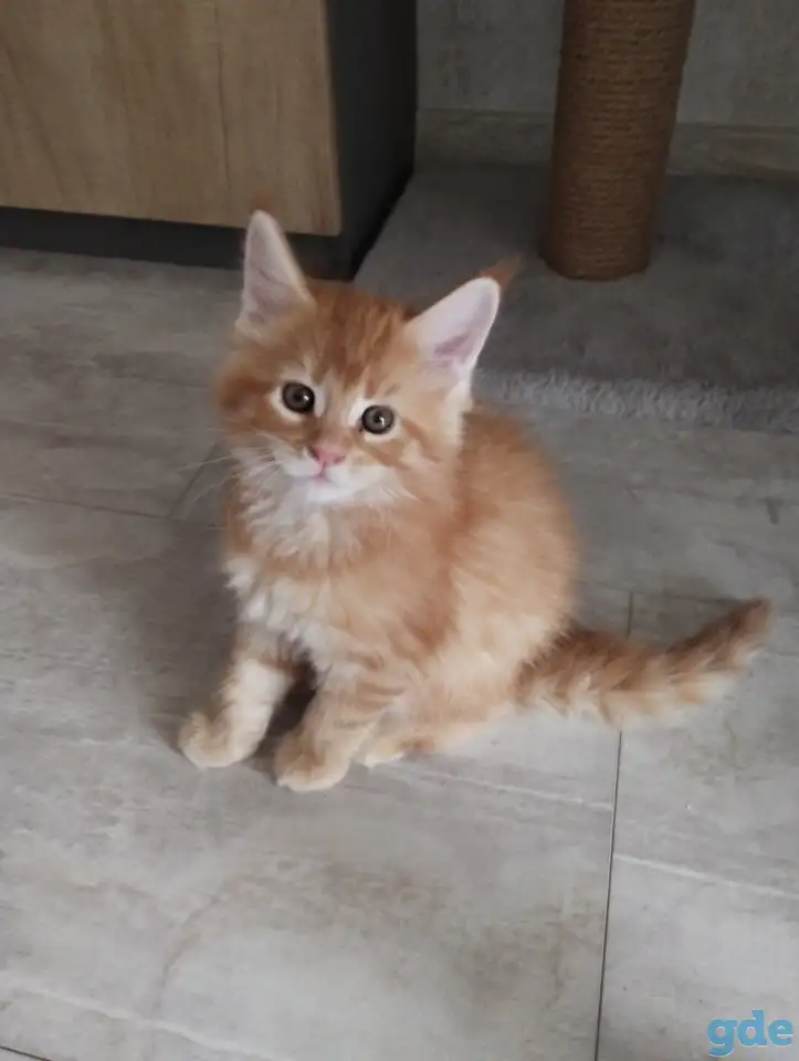 котята Мейн-кун, фотография 5