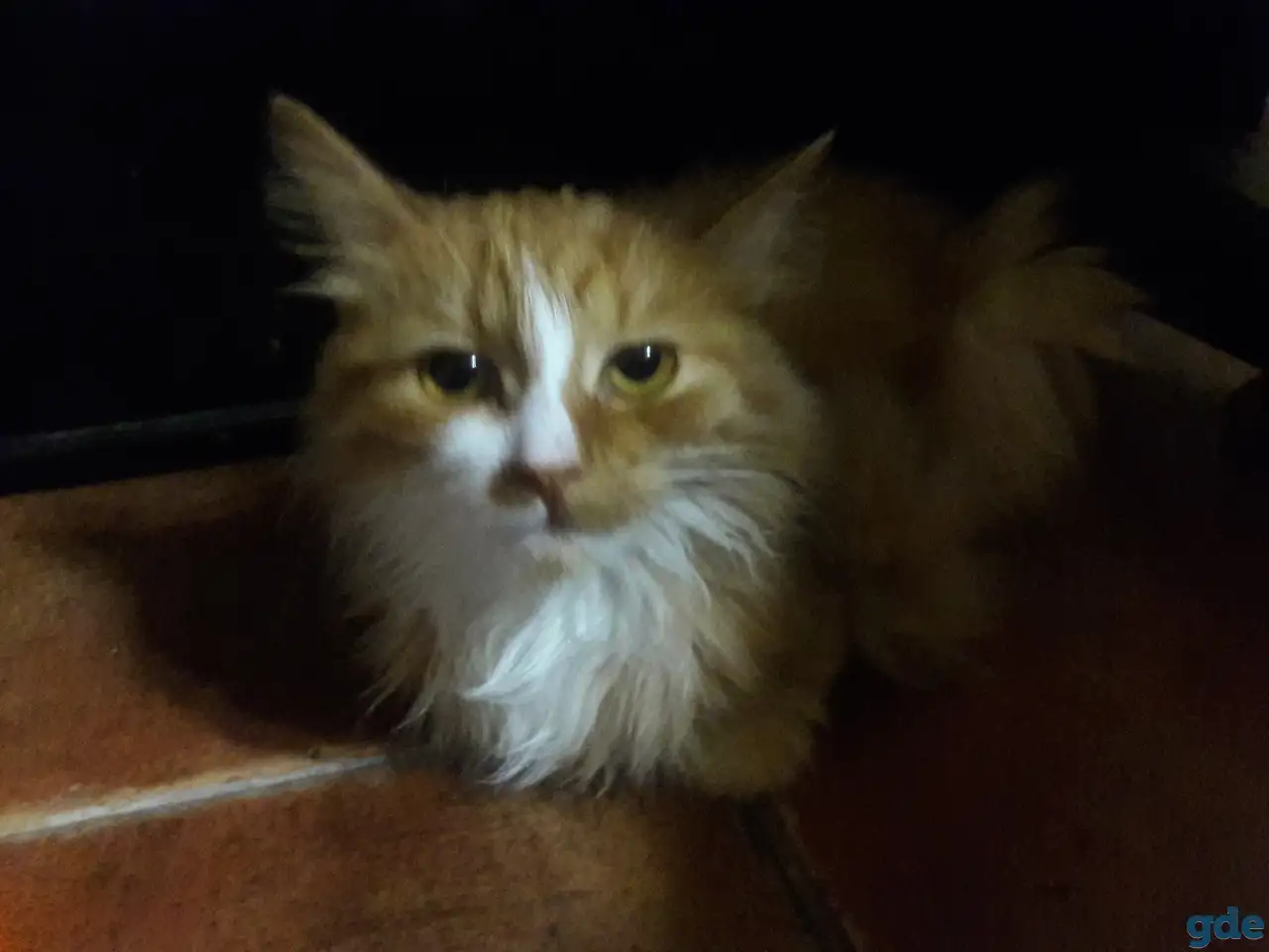 Котята финки, фотография 3