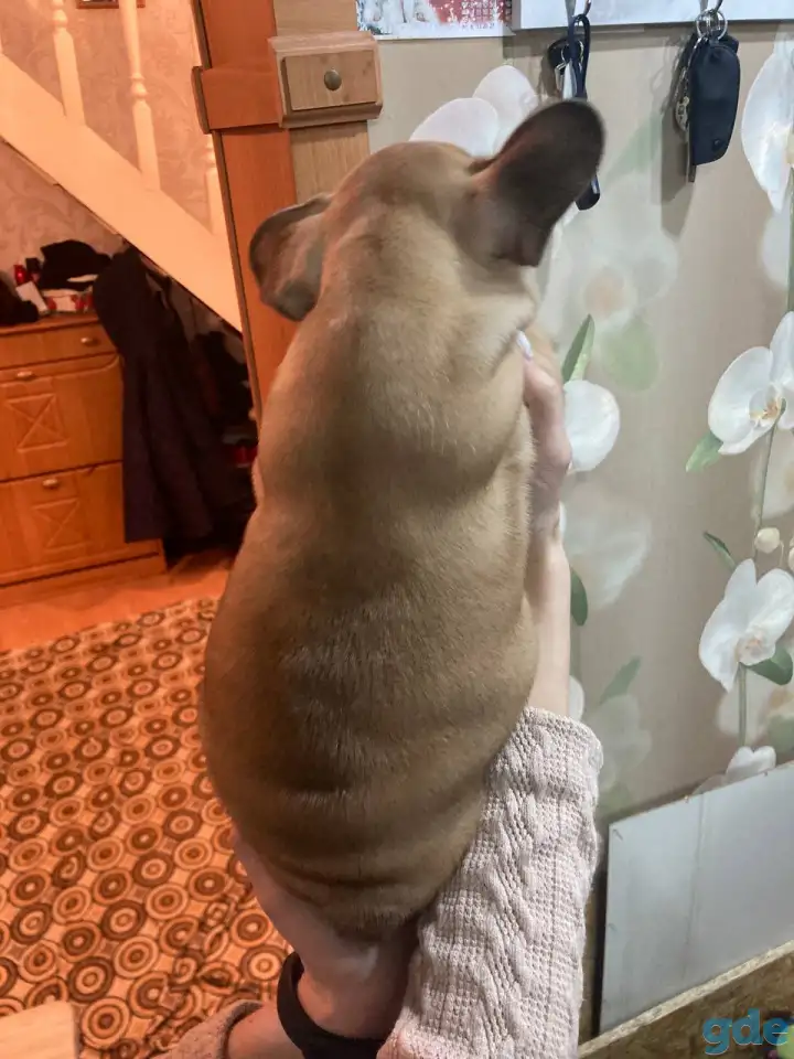 Французский бульдог, фотография 2