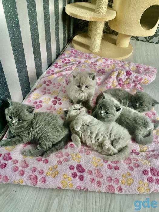 Продам шикарных британских котят, фотография 4