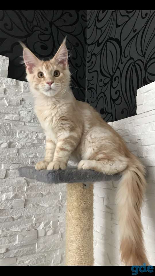 Котёнок мейн-кун, фотография 3