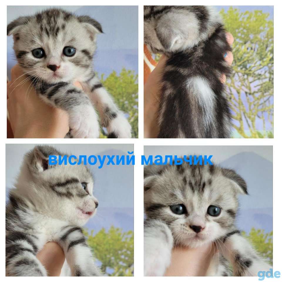 Шотландские котята, фотография 5