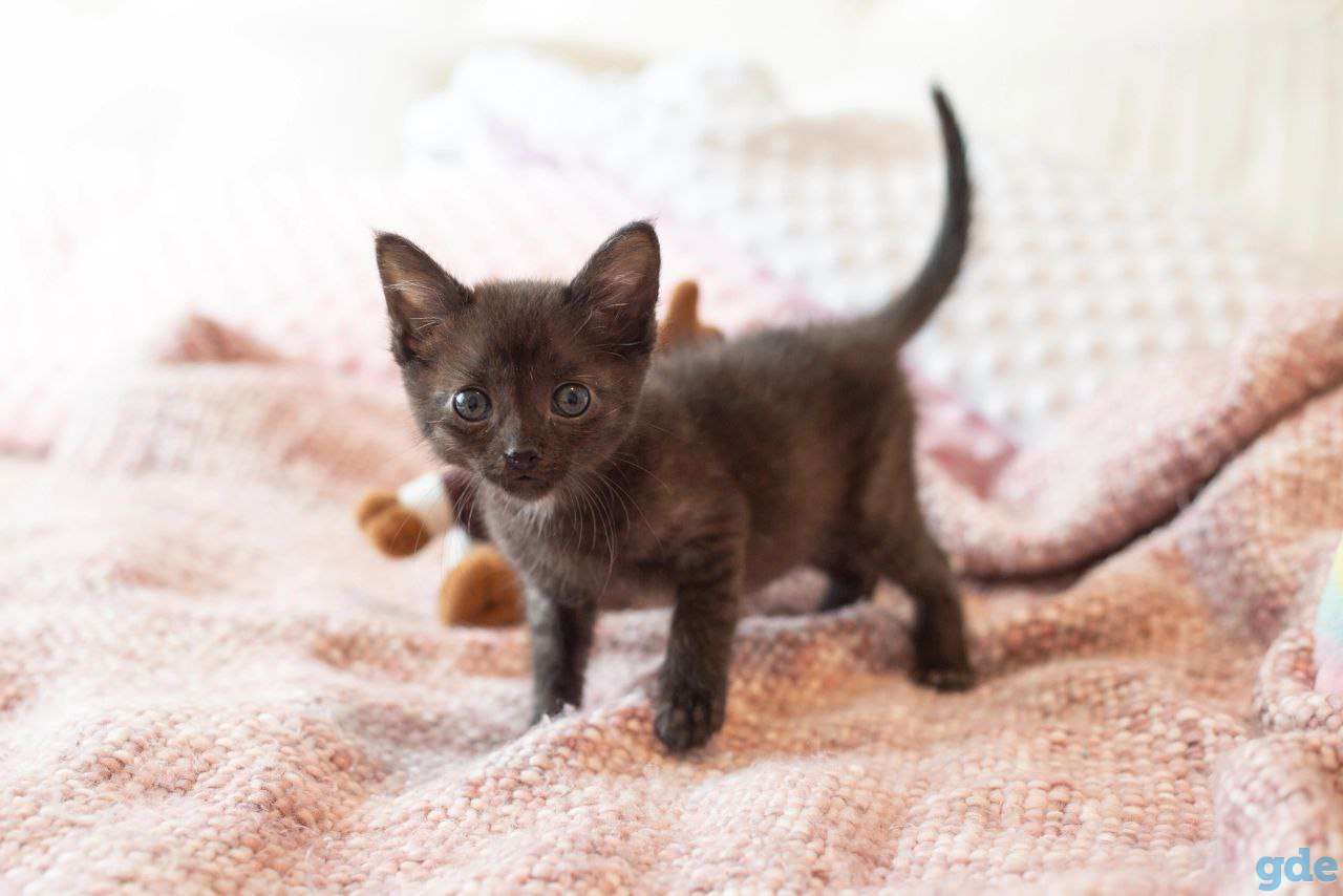 Котята в дар, фотография 3