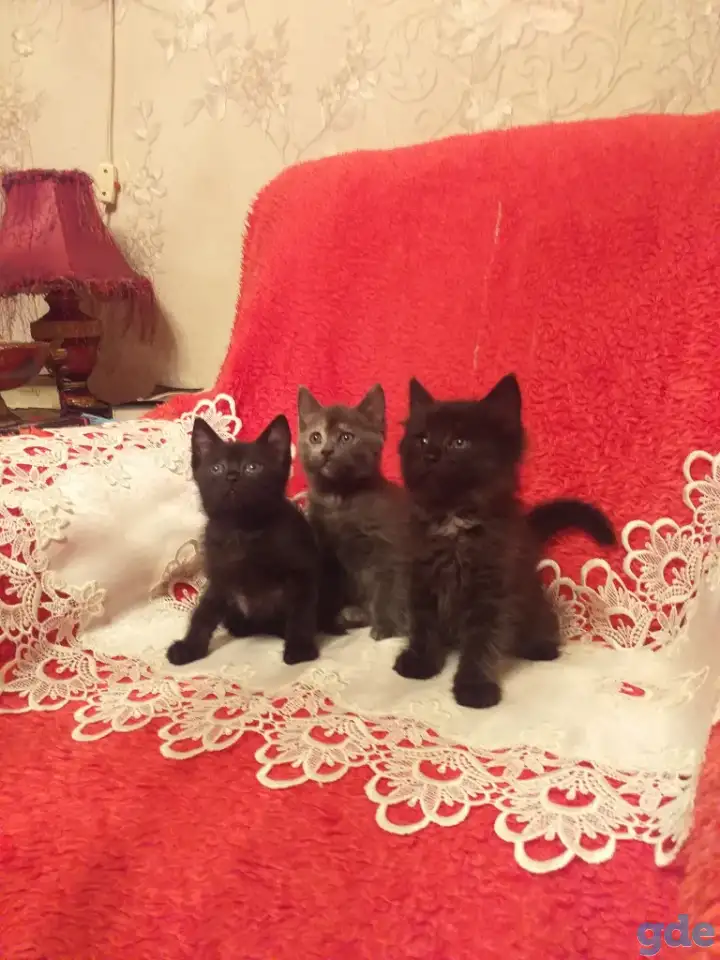 Котята в хорошие руки, фотография 1