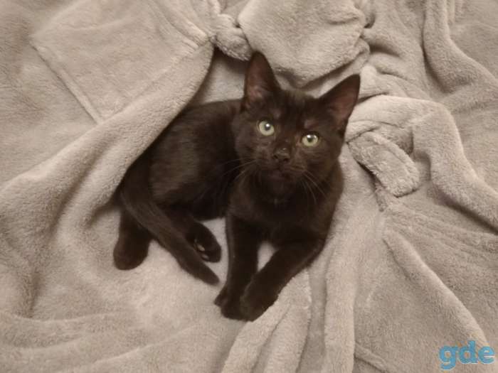 Черный котенок 3 мес. мальчик, фотография 1