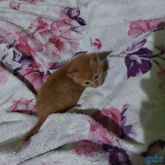 Отдам котят в добрые руки., фотография 4