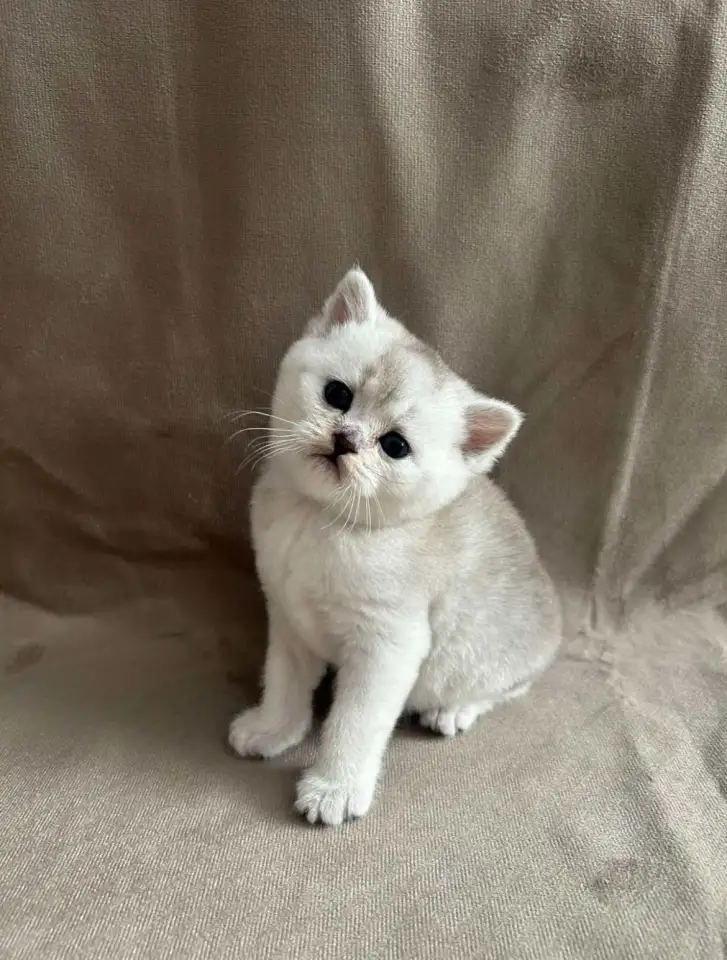Шотландские вислоухие котята, фотография 1