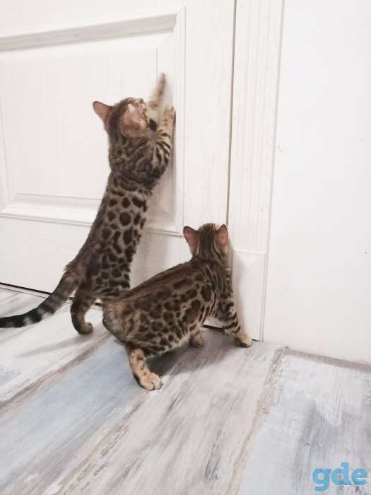 Котята бенгальские, фотография 8