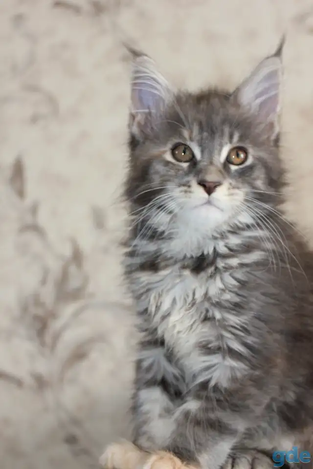 4 Котенок Мейн кун, фотография 1