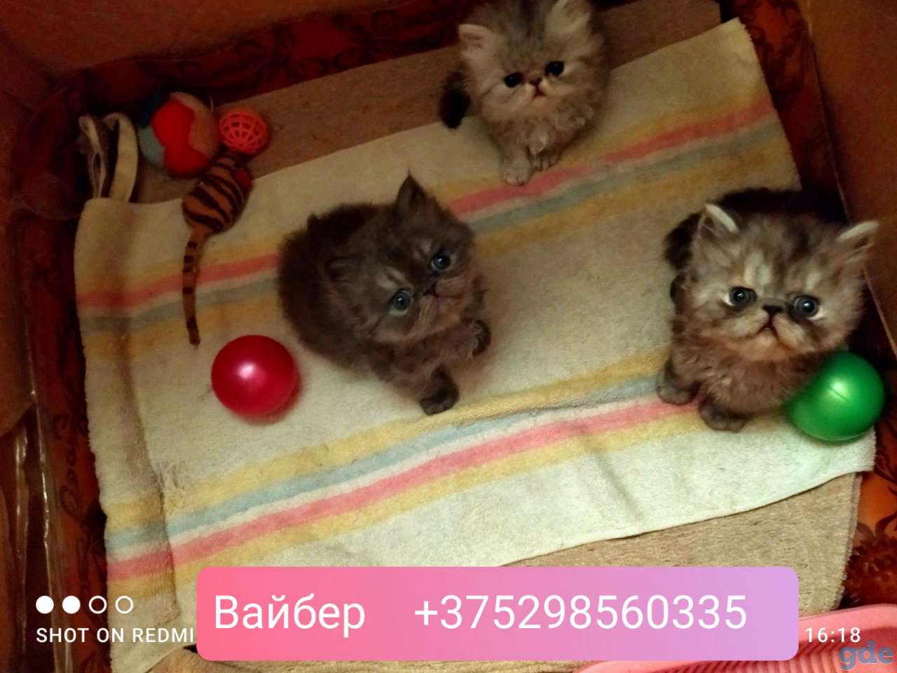 Персидские котята экстремального типа чистокровные.Персы.Котята., фотография 5