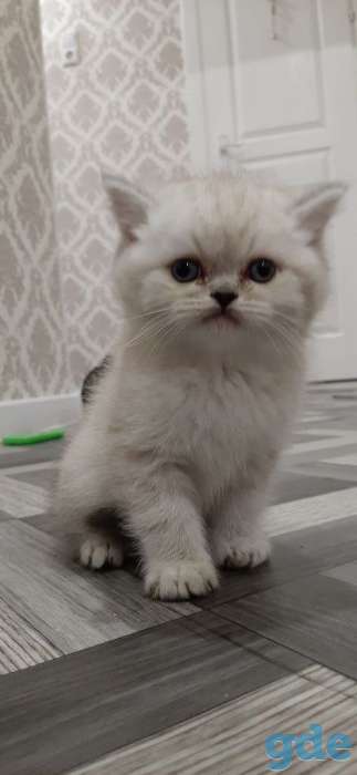Шотландский котик, фотография 2