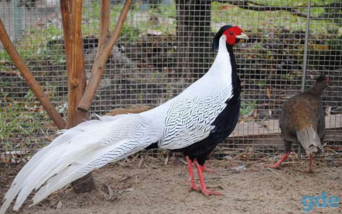 фазаны, фотография 1
