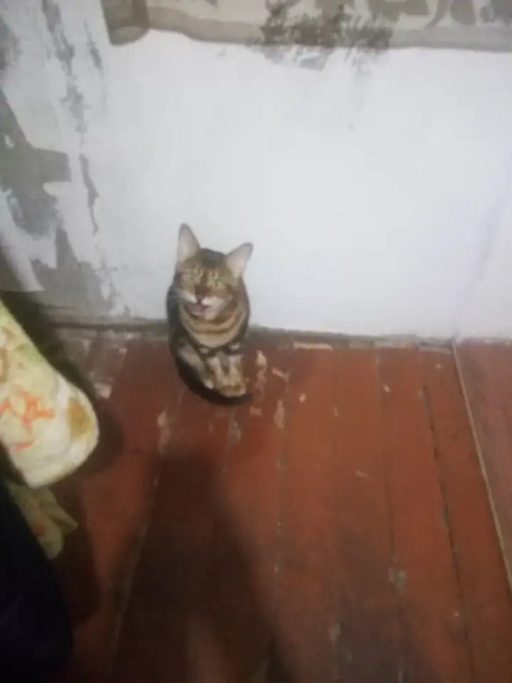 Бенгальская кошка, фотография 2