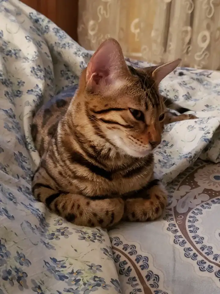 Кошка, фотография 1