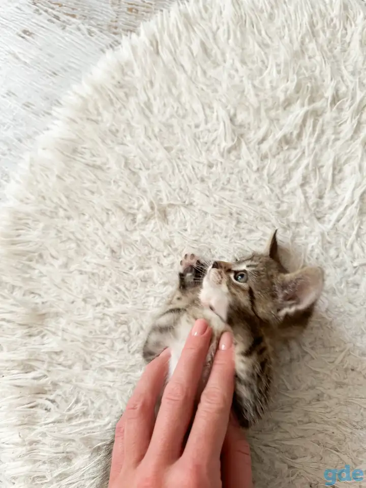 Котёнок, фотография 4