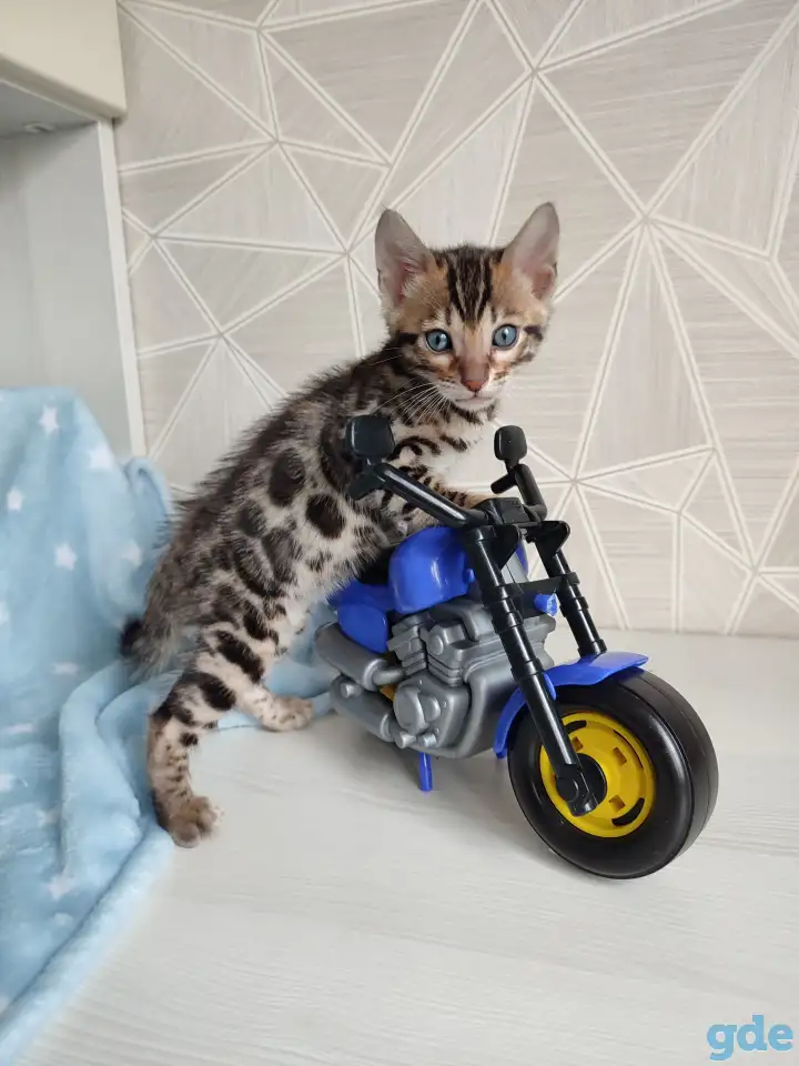 Бенгальский котенок, фотография 11