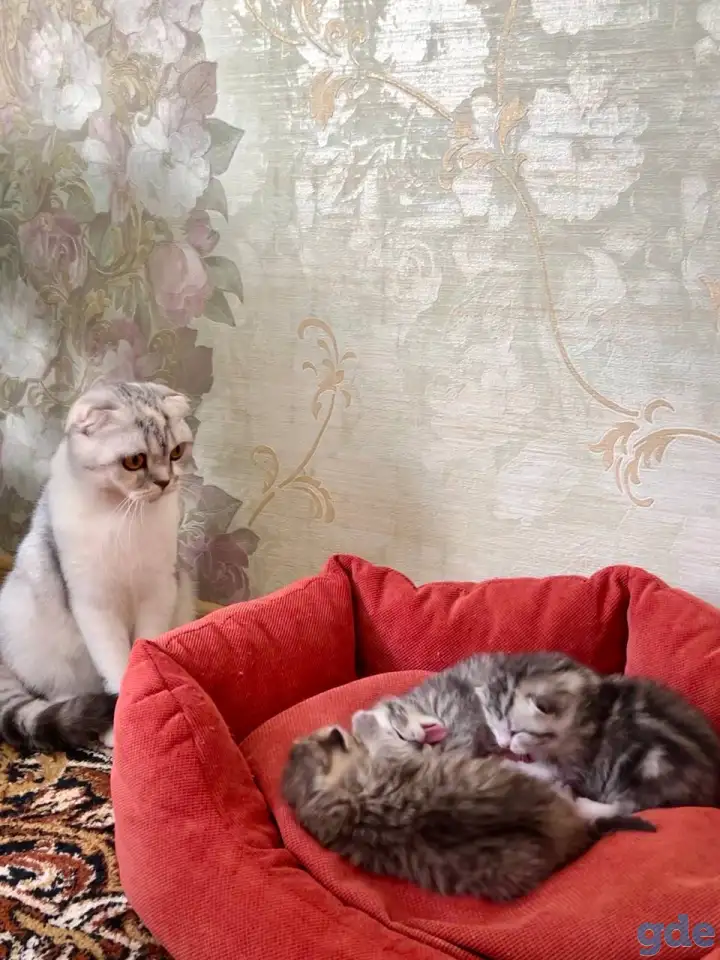 Открыта бронь, шотландские котята, родословная WCF, фотография 3
