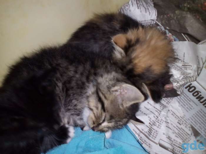 Отдам котят в хорошие руки, фотография 2