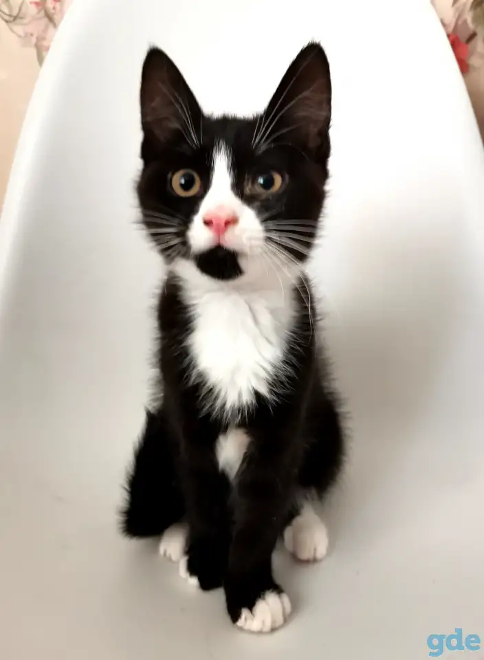 отдам котят, фотография 4