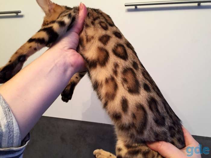 Бенгальский котенок из питомника, фотография 1