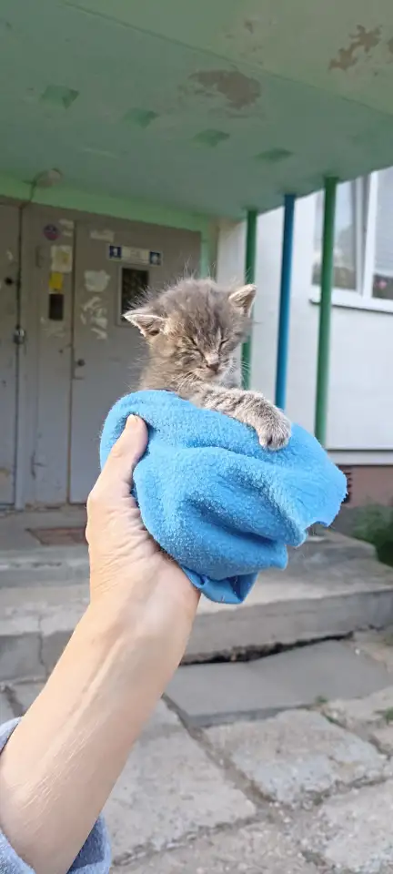 Срочно! Маленький Котенок мальчик в дар!, фотография 5