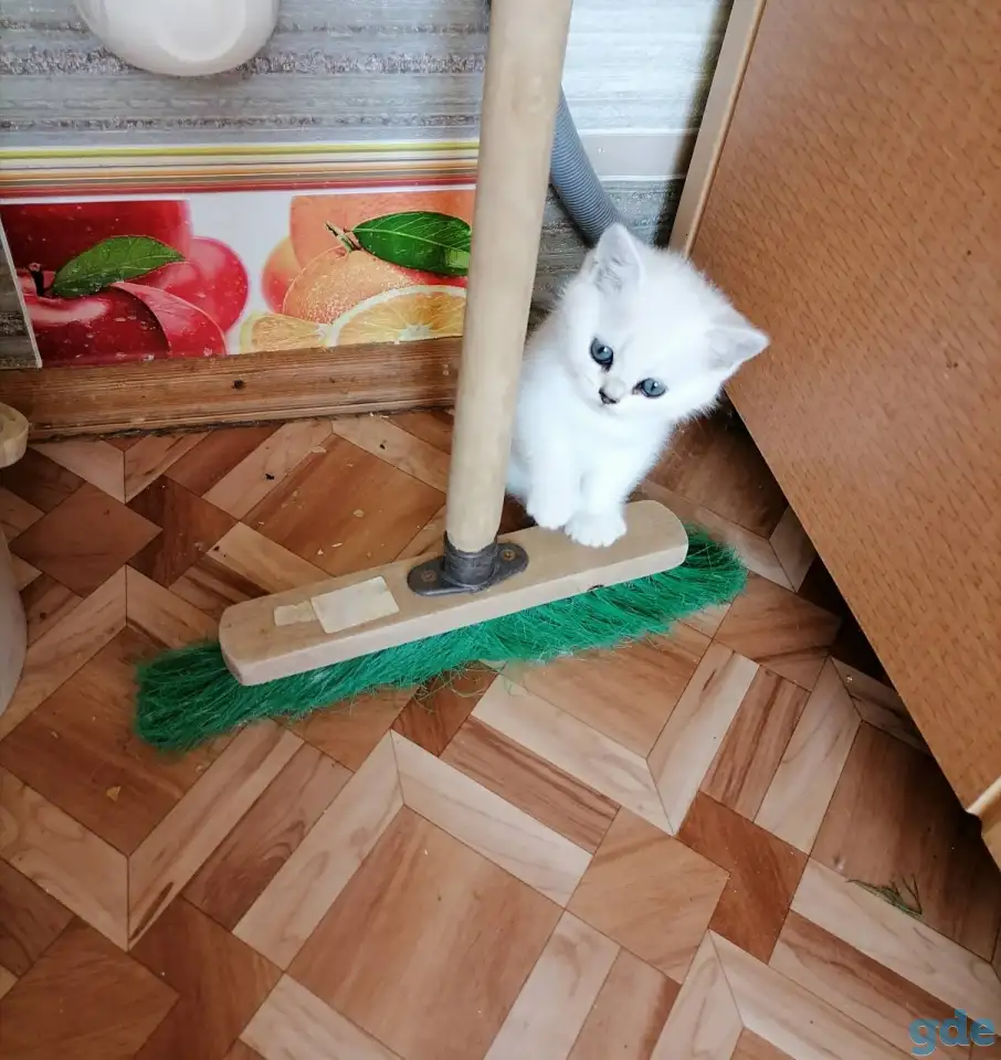 Британские котята, фотография 2