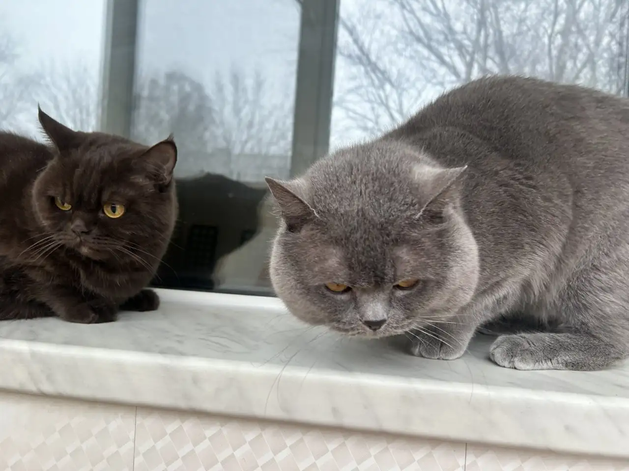 Котята британцы, фотография 8