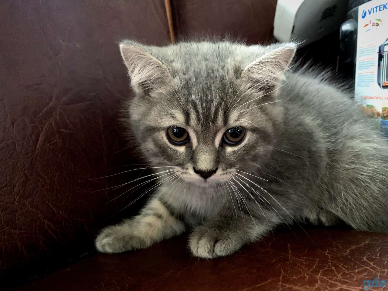 Шотландские котята Скоттиш-страйт, фотография 2